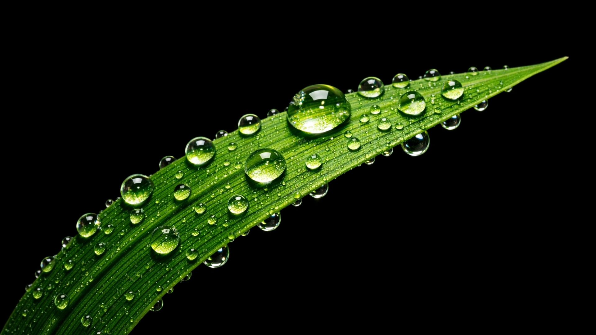 Green narrow Leaf Dew Dropping black background ultra hd