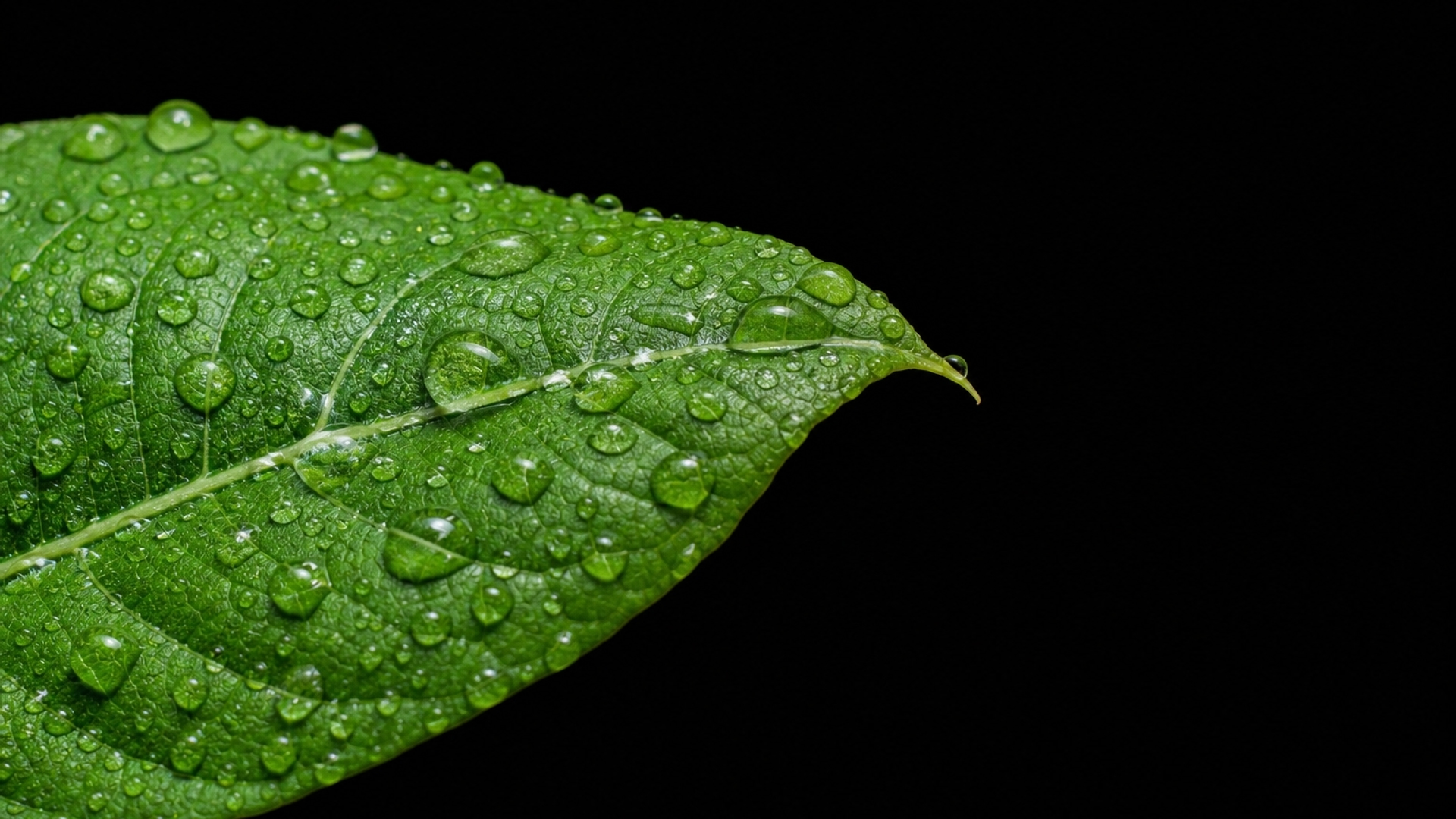 white rain dew on leaf black background hd