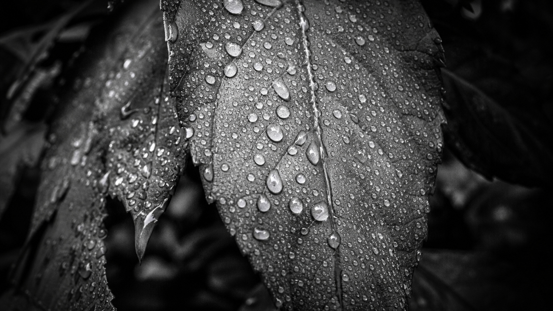 black and white rain drops on leaf hd