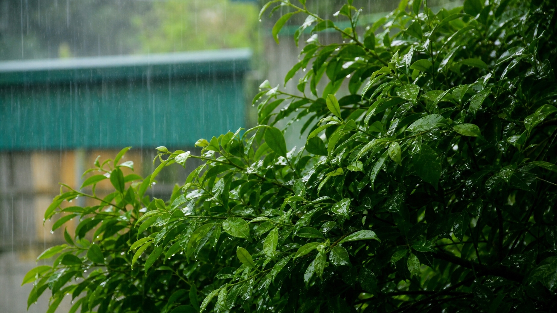 green rain hd