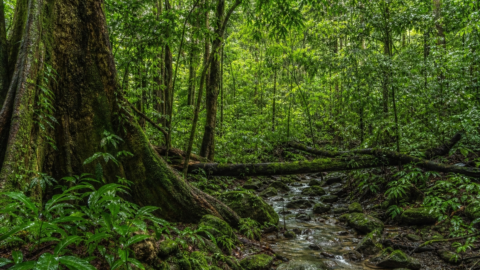 rainforest hd