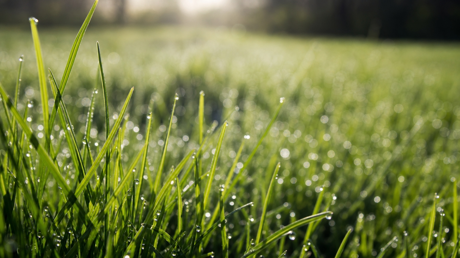 Morning Dew HD