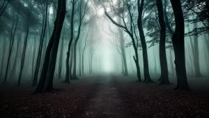 Creepy dark forest