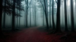 Creepy dark forest