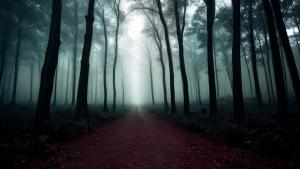 Creepy dark forest