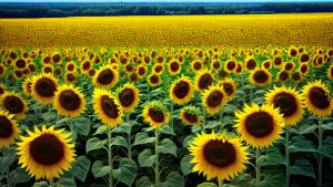 Sunflowers field