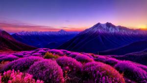 sunsets over mountain purple pink