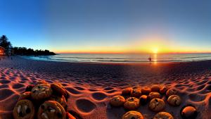 Cookies on the beach enjoying the sunset as a panorama