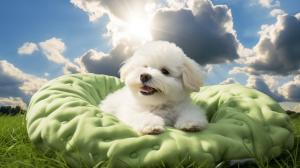 Maltese blankets dogtoys valley sunshine greenery dogtreats love clouds