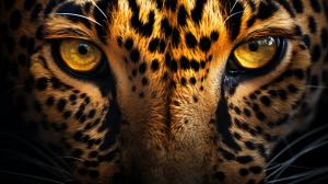 Leopard with eyes for spots