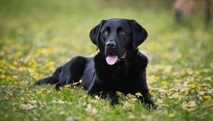 black Labrador dog lying down