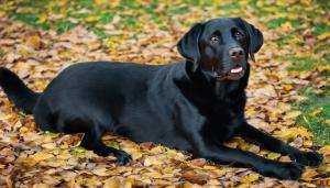 black Labrador dog lying down