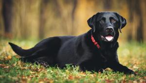 black Labrador dog lying down