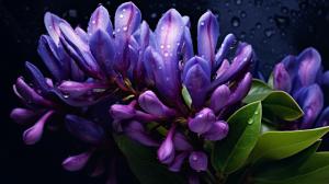 purple bud flowers