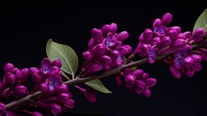 purple bud flowers