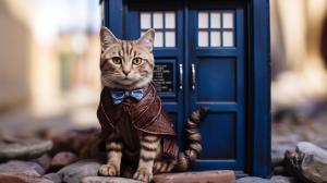 british shorthair chocolate tabby tardis doctor who