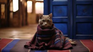 british shorthair chocolate tabby tardis doctor who