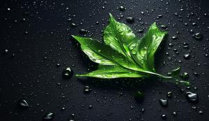 3D HD Leaf Dew Black Background