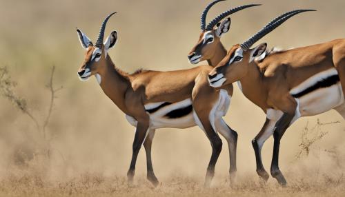 Springboks