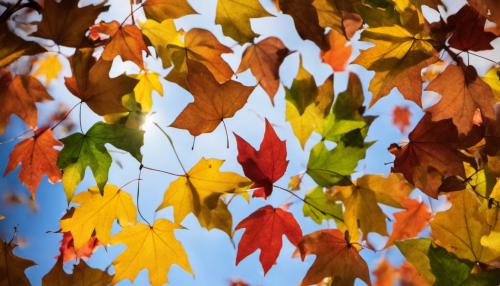 rainbow fall leaves blowing around 