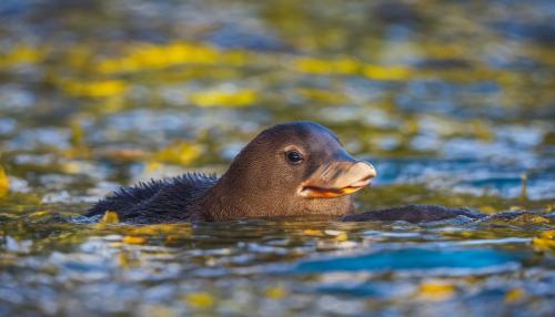 little rainbow striped platypus