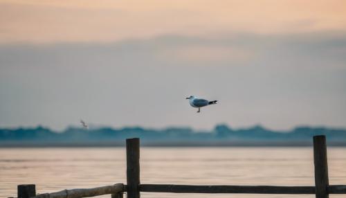 A seagull on a big wooden pole high in the air