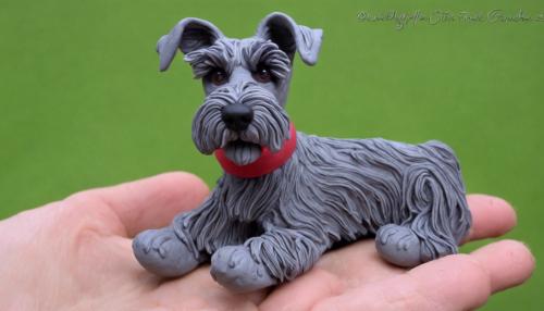 Mini Schnauzer 