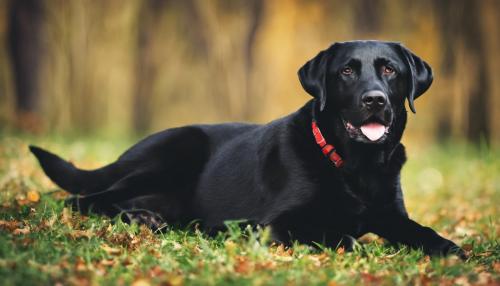 black Labrador dog lying down