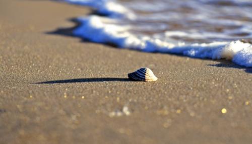 shells, beach, waves