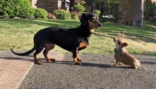 3 year old dachshund with a black coat with tan standing next to a deer headed chihuahua 