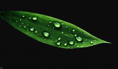 Green Long Leaf Dew Black Background