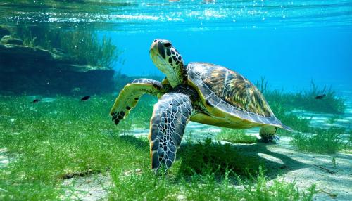 Fish and turtles under water